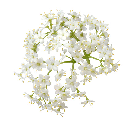 Isolated white flowers of elderberry plant