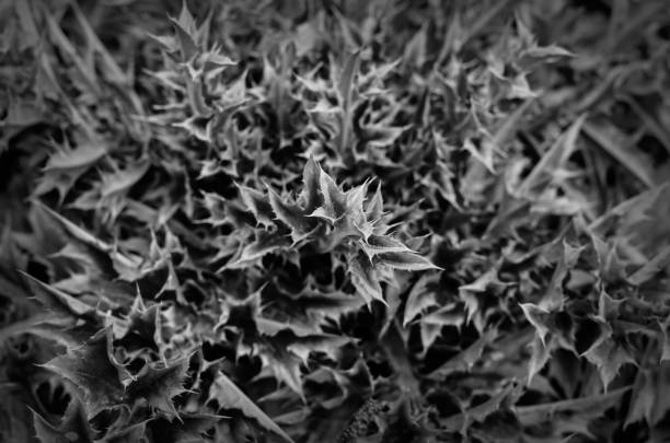 Spiky leaves of a shrub background. Leaves with many sharp spines close-up. Natural abstract background. View from above . Selective focus. Monochrome.