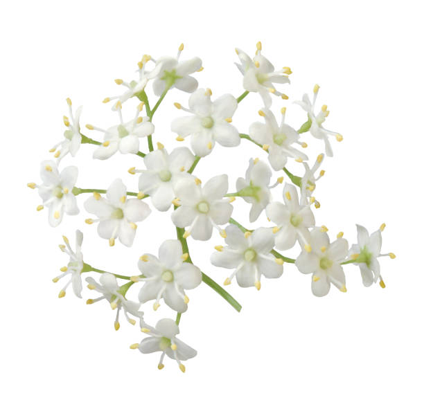 flor de saúco - elderberry fotografías e imágenes de stock