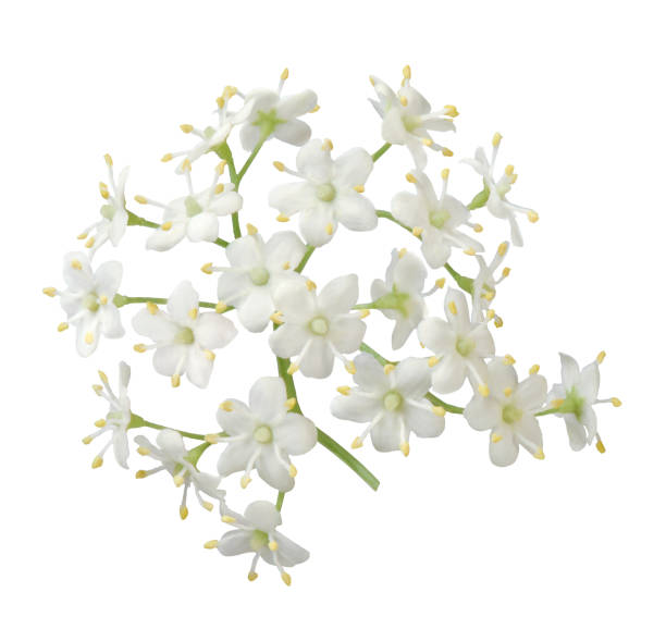Elderflower Isolated white flowers of elderberry plant elderberry photos stock pictures, royalty-free photos & images