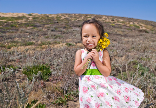 Child playing in daisy field. Girl picking fresh flowers in daisies meadow on sunny summer day. Kids play outdoors. Children explore nature. Little girl with flower bouquet for mother day or birthday.