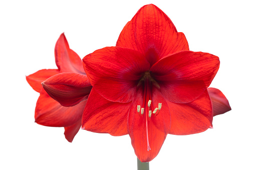 Close-up of a red amaryllis with four blossoms isolated on white background - selective focus