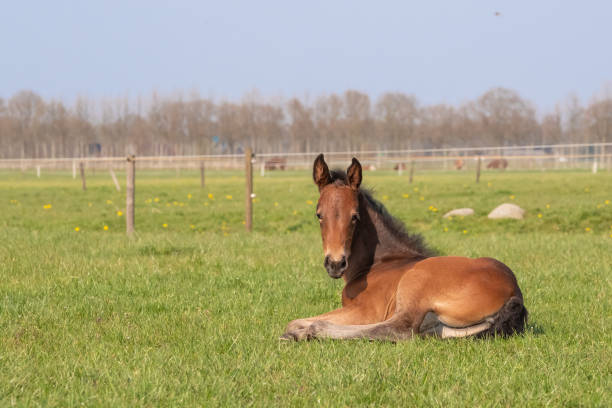 Brown foal resting in the pasture. The foal lies on green grass Brown foal resting in the pasture. The foal lies on green grass filly stock pictures, royalty-free photos & images