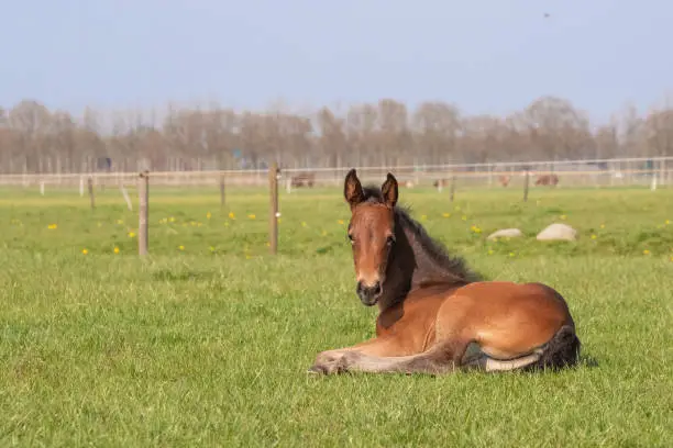 Photo of Brown foal resting in the pasture. The foal lies on green grass