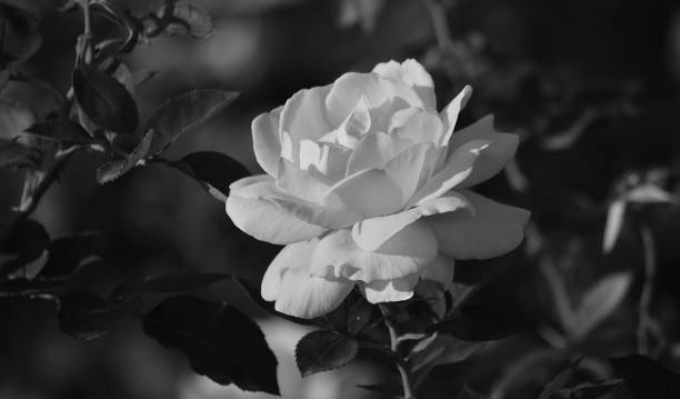 istock White rose in full splendor 1218741694