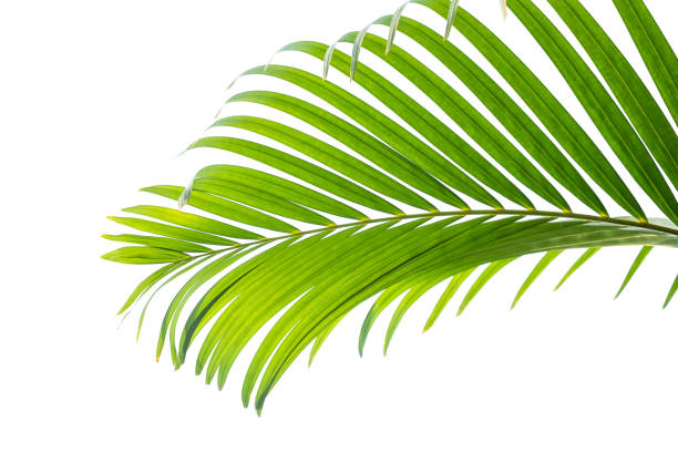 istock green leaves for background and wallpaper 1218741719