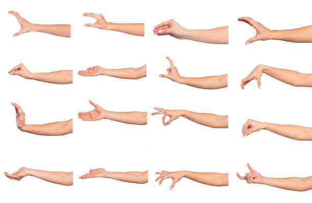 istock set of   female  hands   isolated on white background 1218743665