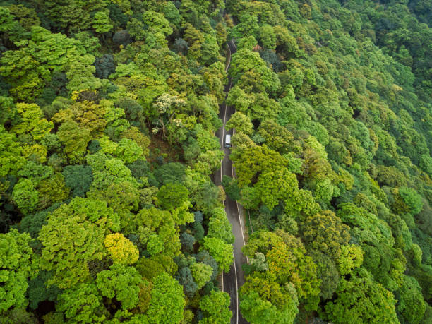 istock Aerial drone view of trail in spring tropical forest 1218743728