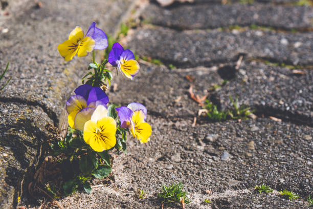 istock spring flowers make their way through a stone road 1218743790