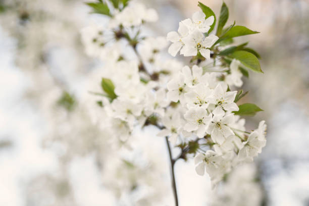 Closeup view of blossoming tree outdoors on spring day