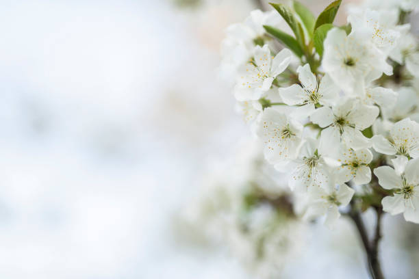 Closeup view of blossoming tree outdoors on spring day