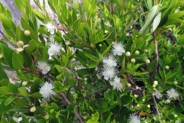 istock Bush in bloom, typical of the Mediterranean scrub 1218744992