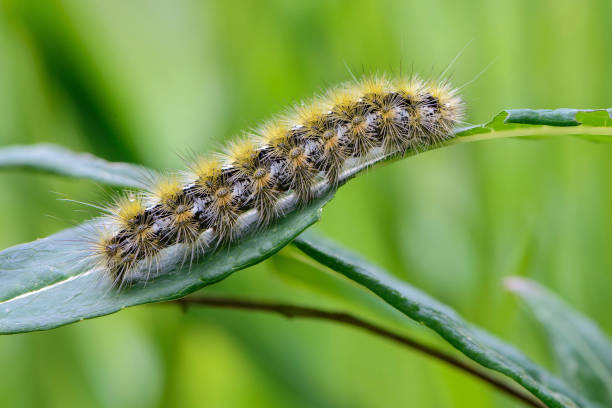 istock Shaggy caterpillar sits on leaf and eats it 1218745180