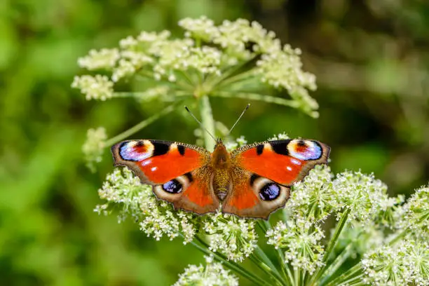 Peacock butterfly sits on a flowering cow-parsnip