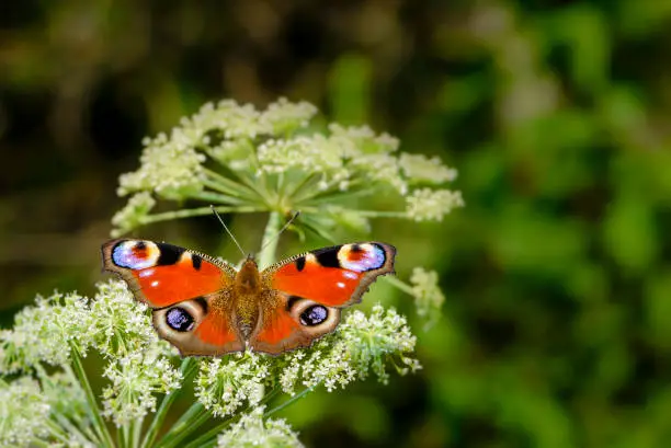 Peacock butterfly sits on a flowering cow-parsnip