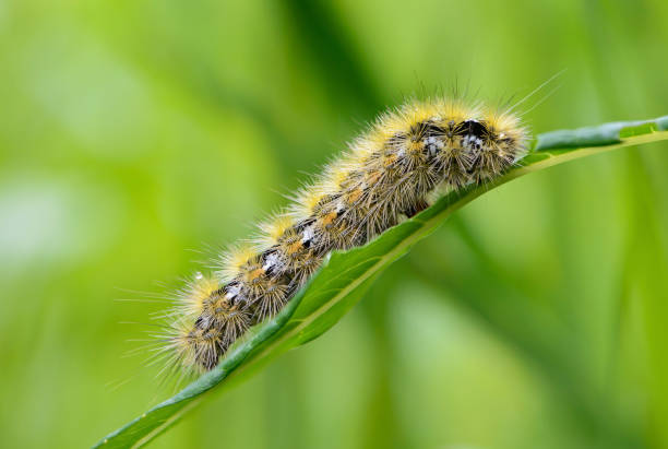 istock Shaggy caterpillar sits on leaf and eats it 1218745588