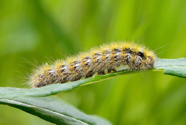 istock Shaggy caterpillar sits on leaf and eats it 1218745598
