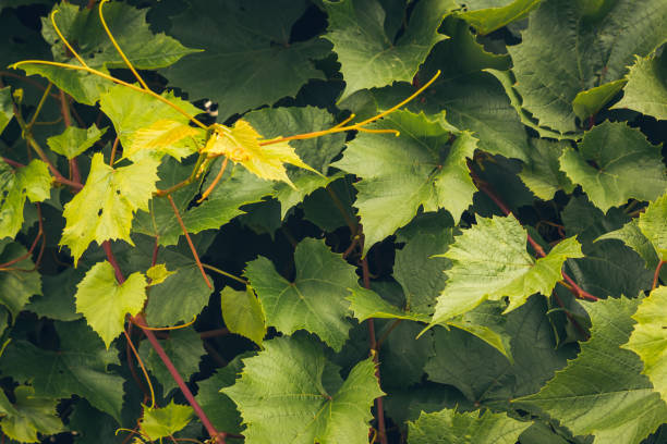 istock grape leaves, summer background. Berries for making wine 1218749691