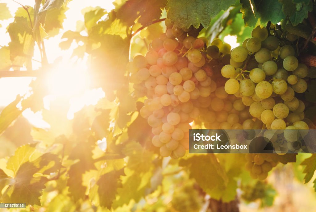 Vineyard at sunset in autumn A sunny day in the vineyard. Close-up of ripe white wine grapes. Grape Stock Photo