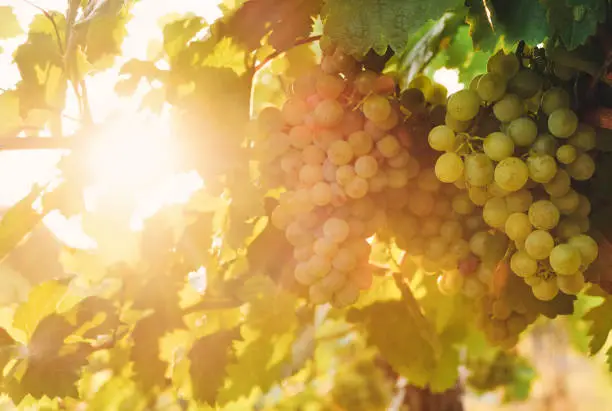 A sunny day in the vineyard. Close-up of ripe white wine grapes.