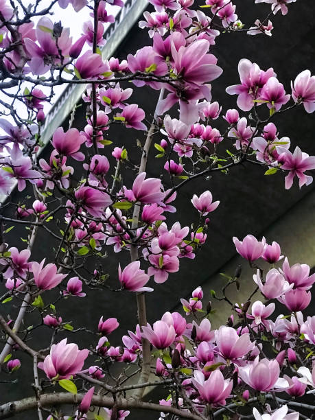 ピンクの咲くマグノリアの木がクローズアップ。 - tree magnolia vibrant color close up ストックフォトと画像