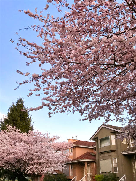 istock Blooming cherry trees in the city. 1218750218