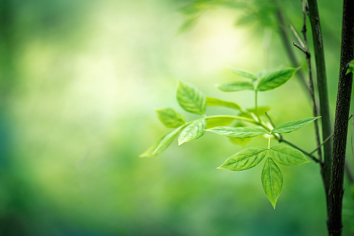 Young fresh green leaves in springtime