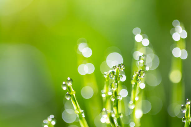 rugiada mattutina - leaf defocused dew focus on foreground foto e immagini stock