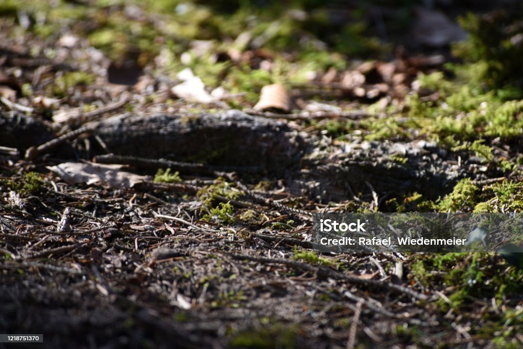 Moos auf Waldboden - Lizenzfrei Waldboden Stock-Foto