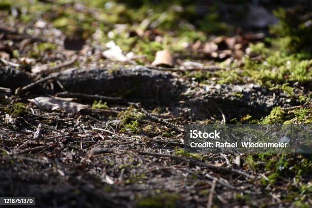Moos Auf Waldboden Stockfoto und mehr Bilder von Waldboden - Waldboden, Nahaufnahme, Bildhintergrund