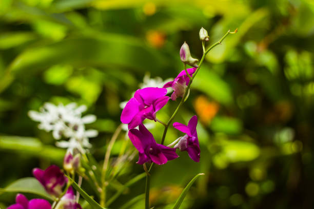Beautiful pink orchid with blurred background. thai flowers