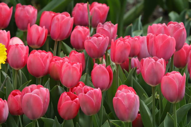 istock Tulip in Spring Season 1218752139
