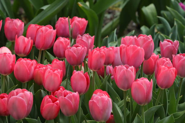 istock Tulip in Spring Season 1218752345