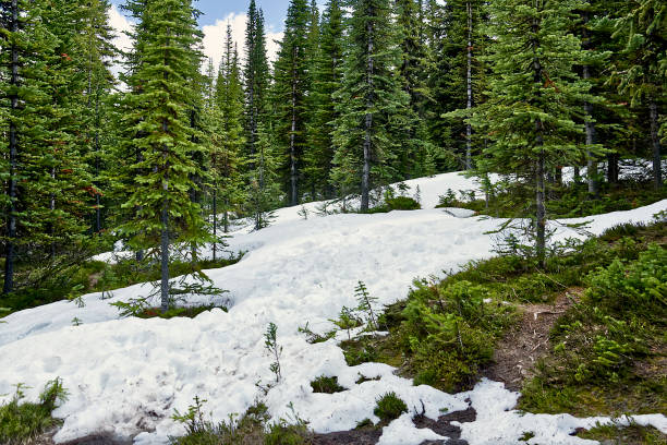 Tall evergreen spruce and melting snow on a mountainside.