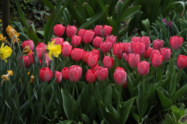 narciso y tulipán en la temporada de primavera - daffodil winter narcissus yellow single flower fotografías e imágenes de stock