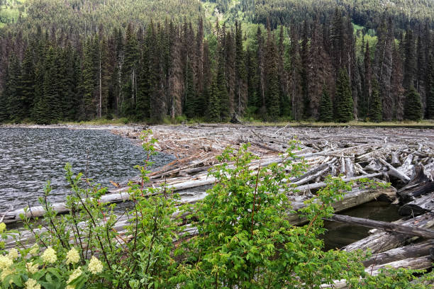 istock Picturesque mountain Duffey Lake  in summer. 1218753338