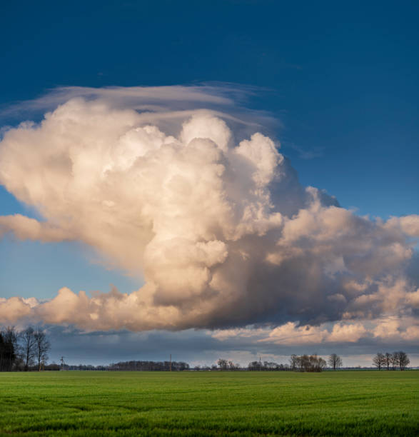 istock Vibrant green agriculture field with beautiful blue sky 1218753792