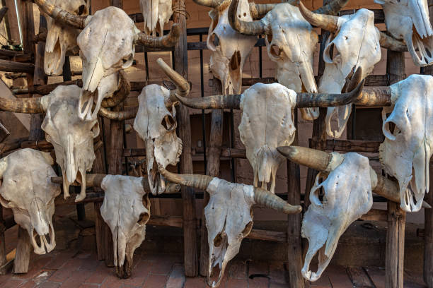 bull skull hanging on a wooden fence
