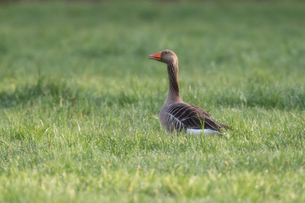 istock Greylag goose in meadow in morning sunlight. 1218755475