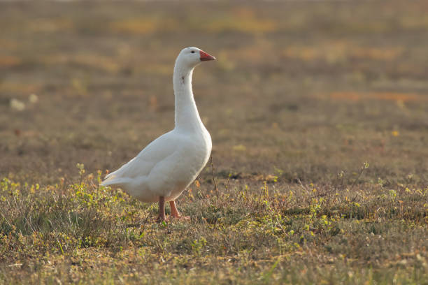 istock Domestic goose in field in backlight at dawn. 1218755488