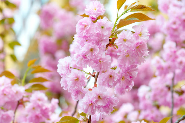 istock Sakura flowers with pink petals in spring 1218756508