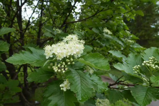 Beginning of florescence of Sorbus aria in May