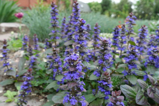 close-up de flores roxas de ajuga reptans em maio - ajuga - fotografias e filmes do acervo