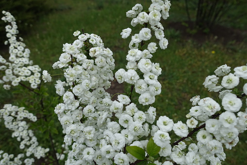 Blossoming branches of Spiraea prunifolia plena in May