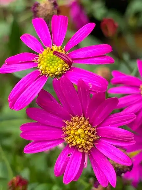 Pink, wild flower, meadow, Upper Bavaria