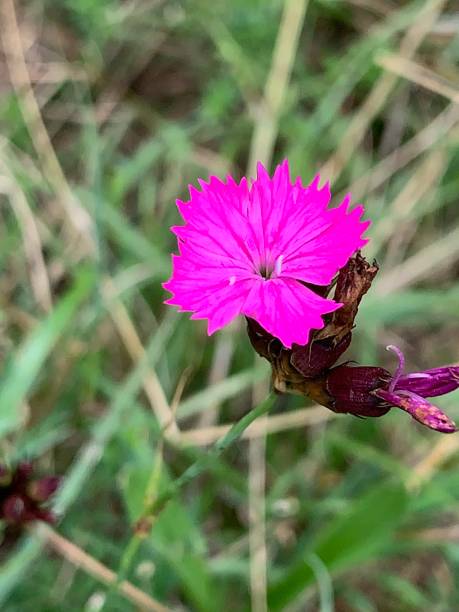 istock pink carnation, Schliersee, Bavaria 1218757418