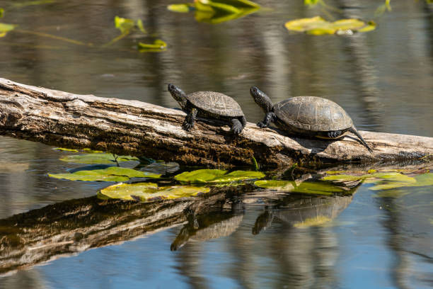 istock european pond turtles (Emys orbicularis) sunbathing 1218757858