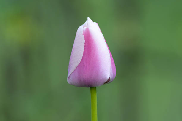istock a closed bud of a pink tulip 1218757922