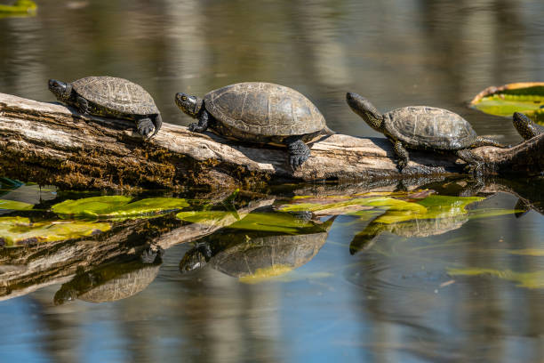 tortugas de estanque europeos (emys orbicularis) tomando el sol - emídidos fotos fotografías e imágenes de stock