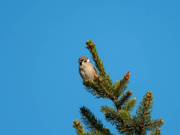 istock Eurasian Tree sparrow sitting on a spruce 1218757936